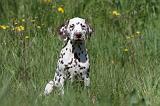 DALMATIEN 063